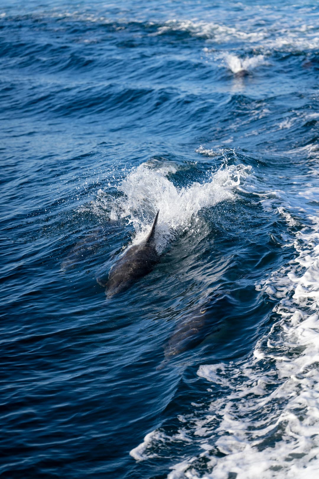 Swimming with dolphins in the Red Sea
