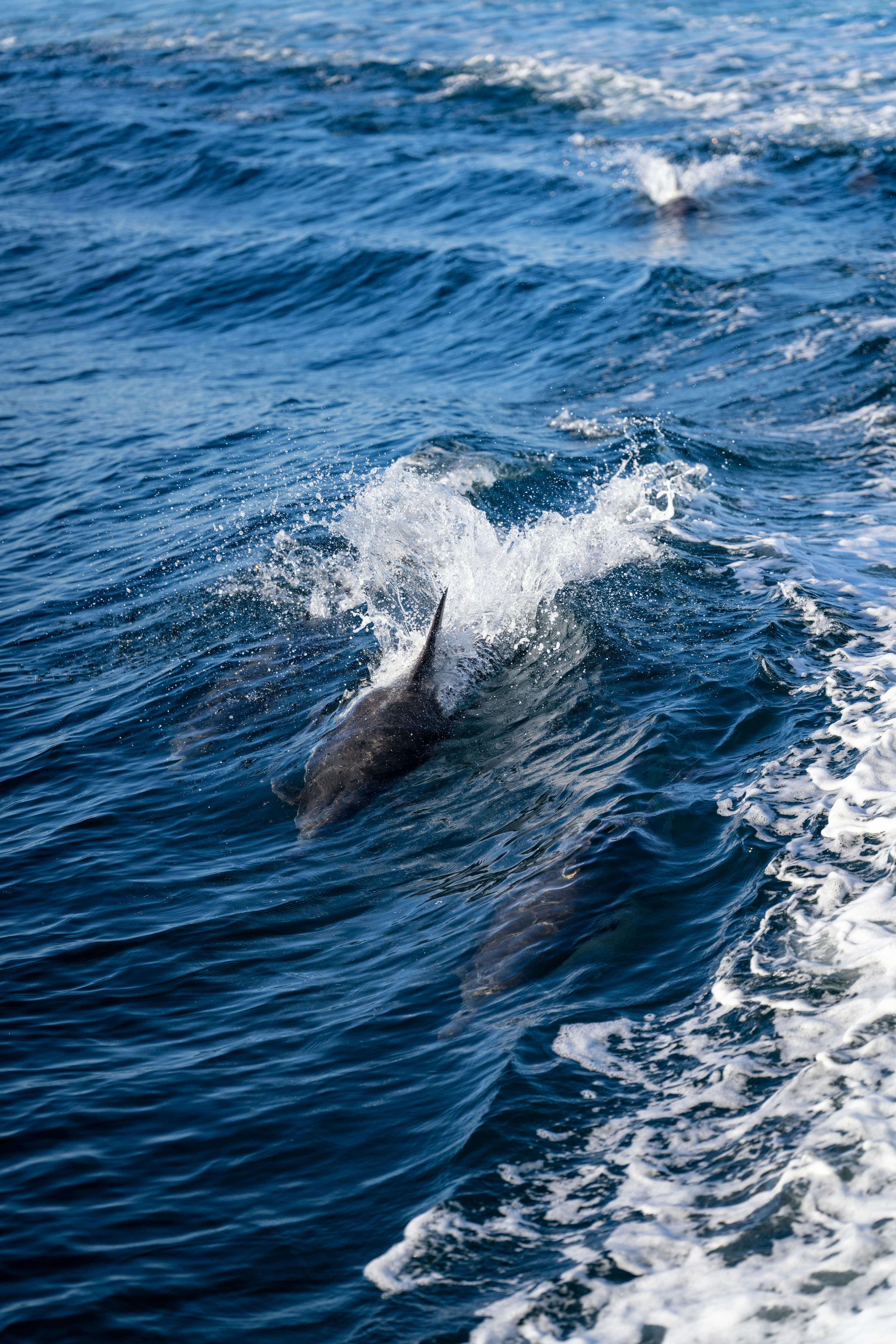 Wild dolphins at Sha'ab El Erg reef