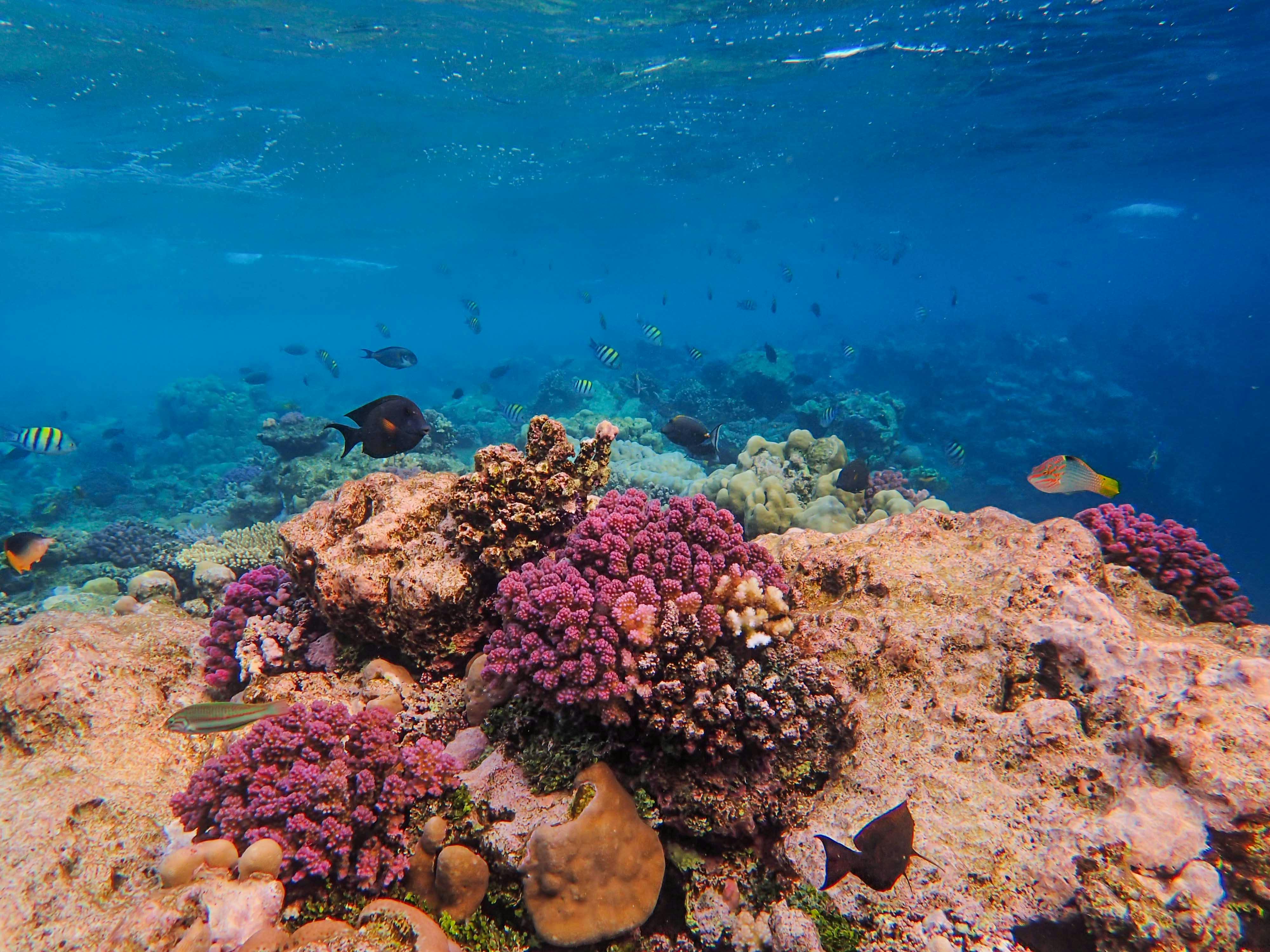 Coral reef snorkeling stop
